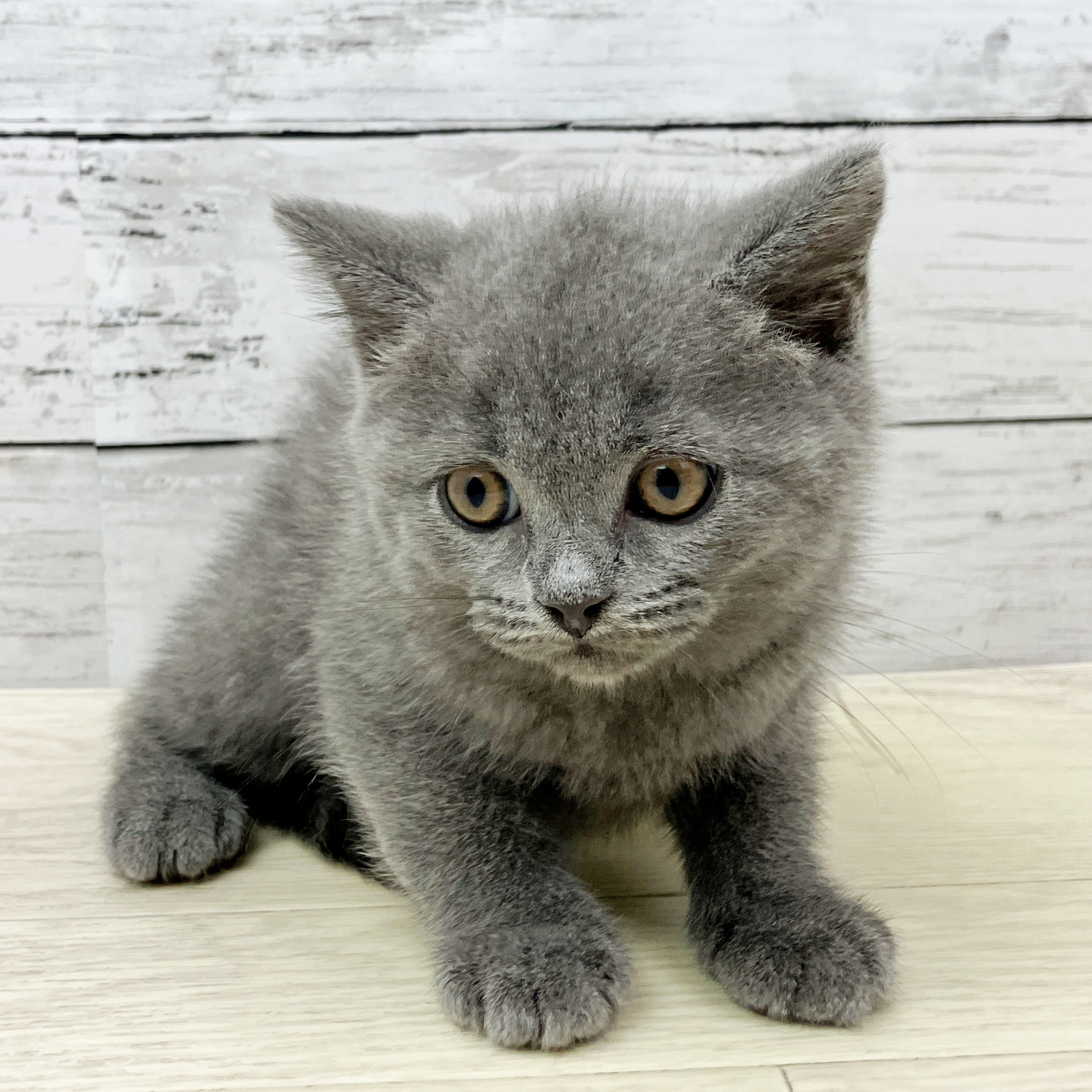 兵庫県のブリティッシュショートヘアー (犬の家＆猫の里川西店/2025年9月11日生まれ/男の子/ブルー)の子猫