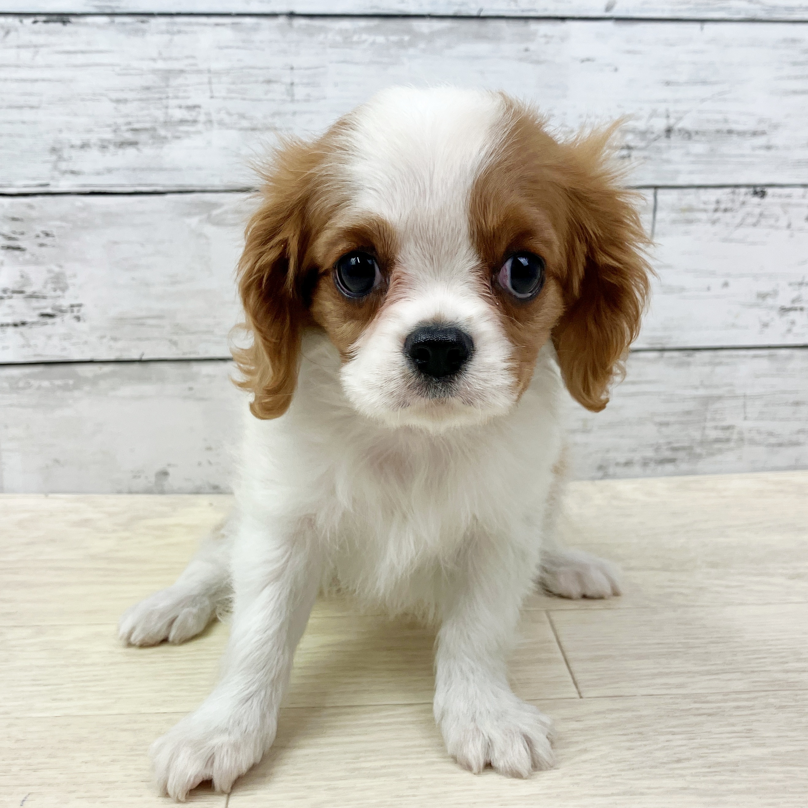 滋賀県のキャバリアキングチャールズスパニエル (犬の家＆猫の里近江八幡店/2025年9月14日生まれ/女の子/ブレンハイム)の子犬