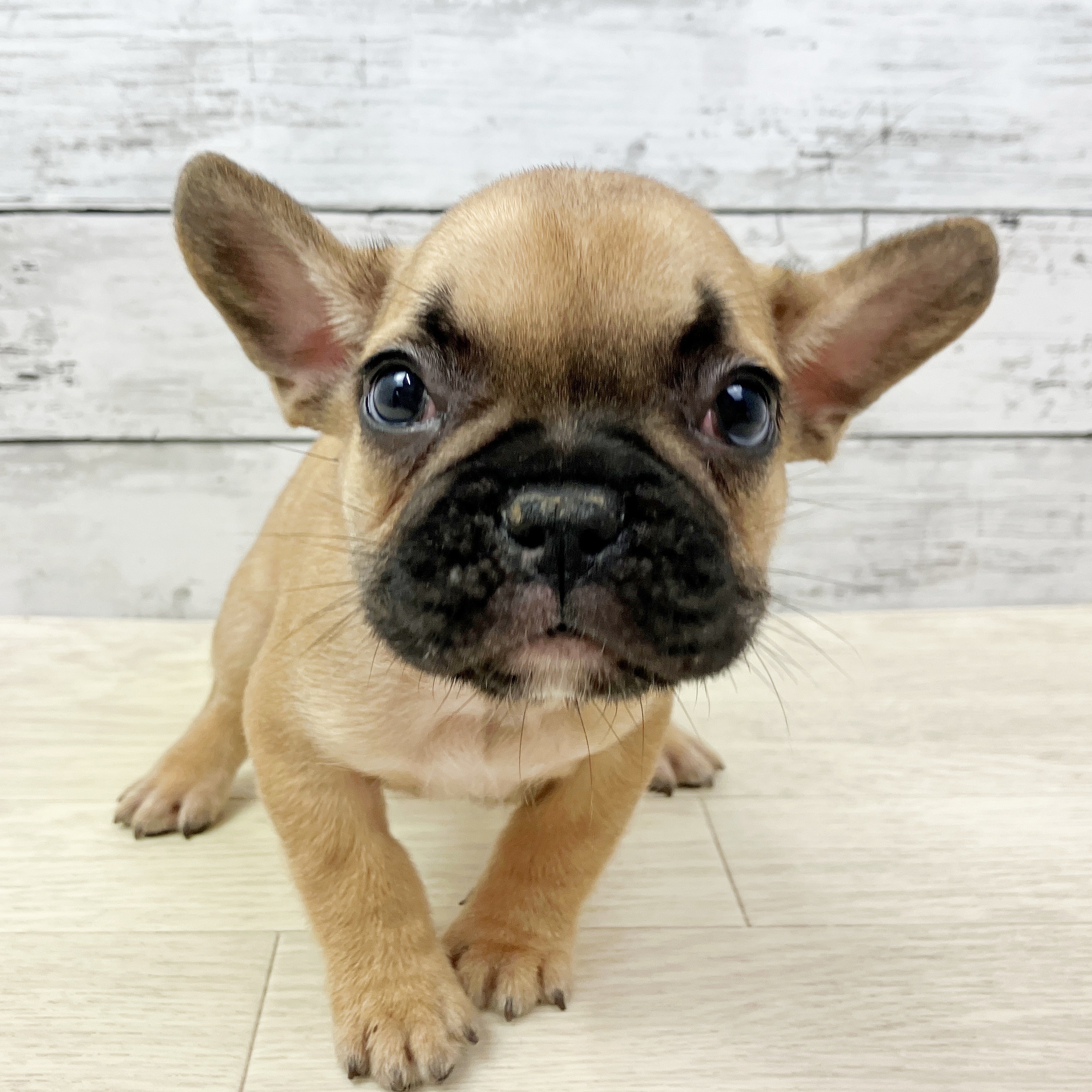 兵庫県のフレンチブルドッグ (犬の家＆猫の里川西店/2025年9月17日生まれ/女の子/フォーン)の子犬
