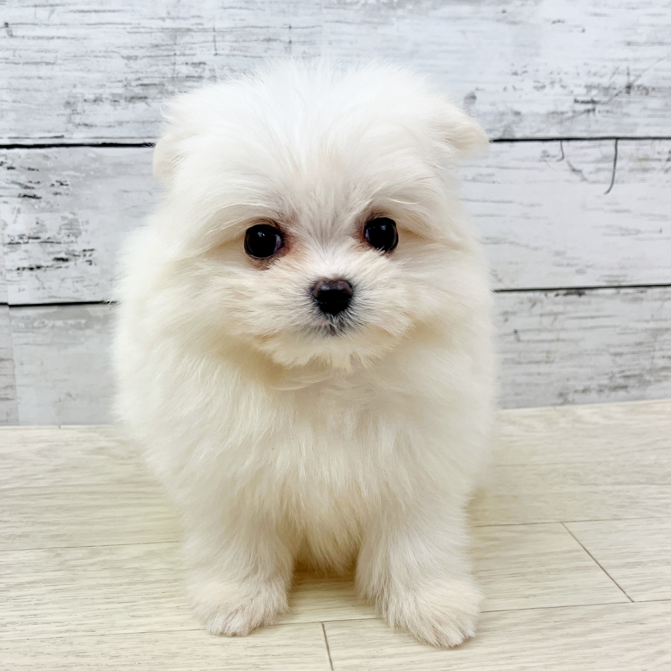 兵庫県のポメマル/マルポメ(ポメラニアン×マルチーズ) (犬の家＆猫の里川西店/2025年9月18日生まれ/女の子/ホワイト)の子犬