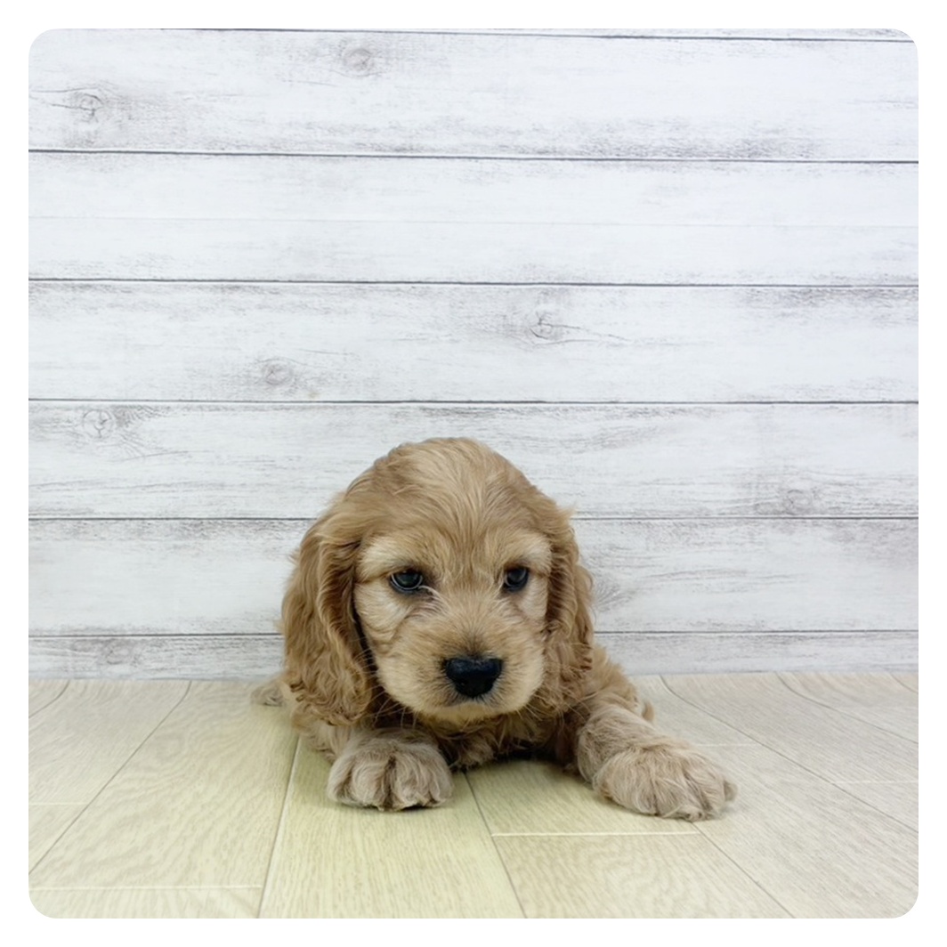 愛知県のコッカプー(アメリカンコッカースパニエル×プードル) (犬の家＆猫の里春日井本店/2025年9月19日生まれ/男の子/クリーム)の子犬