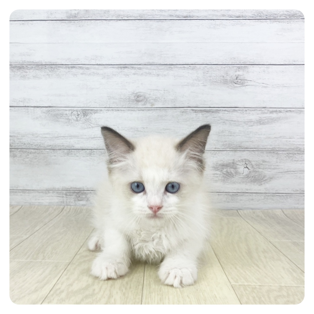 愛知県のラグドール (犬の家＆猫の里春日井本店/2025年9月14日生まれ/男の子/シールポイントバイカラー)の子猫