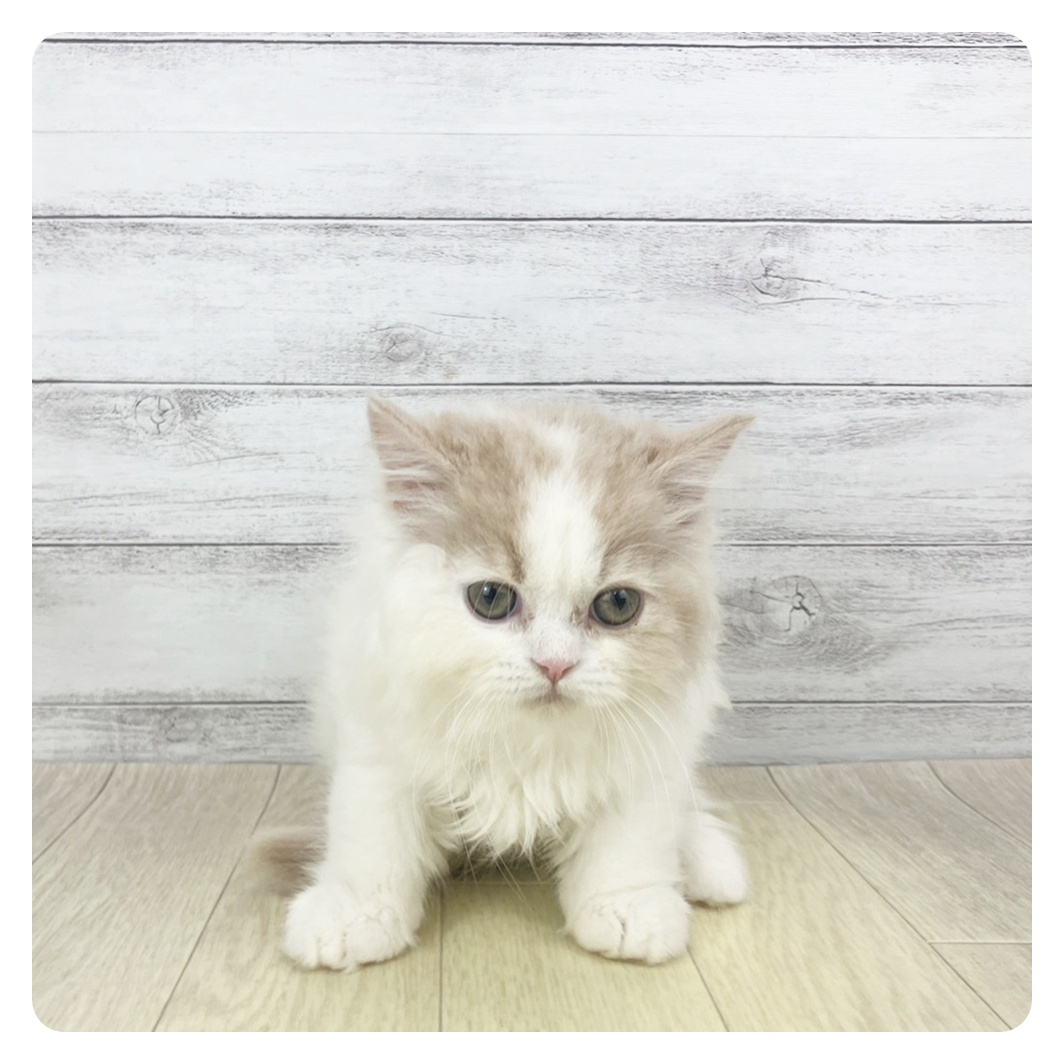 愛知県のスコティッシュフォールド (犬の家＆猫の里春日井本店/2025年9月15日生まれ/男の子/クリームタビーホワイト)の子猫