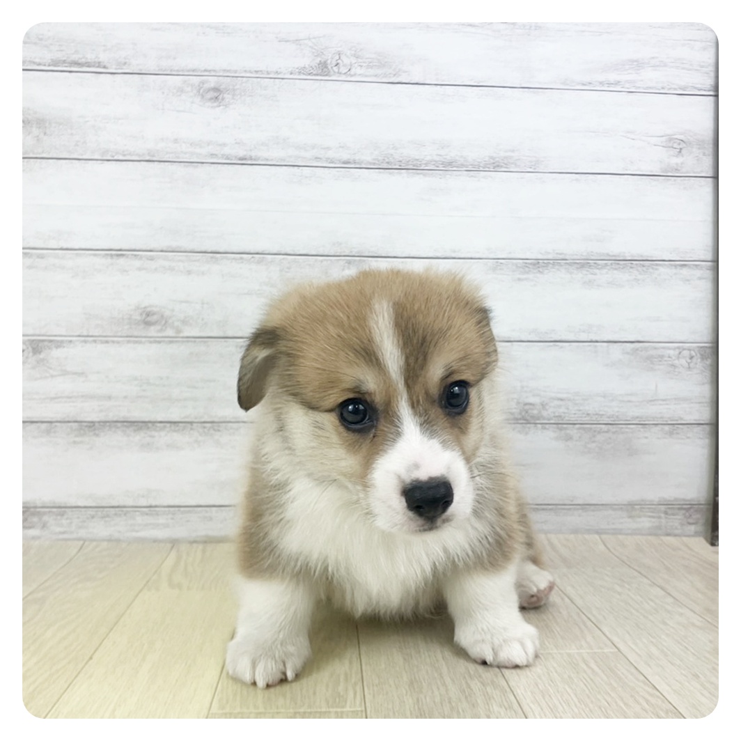 愛知県のウェルシュコーギーペンブローク (犬の家＆猫の里春日井本店/2025年9月19日生まれ/男の子/セーブルホワイト)の子犬