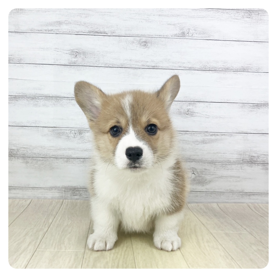 岡山県のウェルシュコーギーペンブローク (犬の家＆猫の里倉敷店/2025年9月19日生まれ/男の子/セーブルホワイト)の子犬