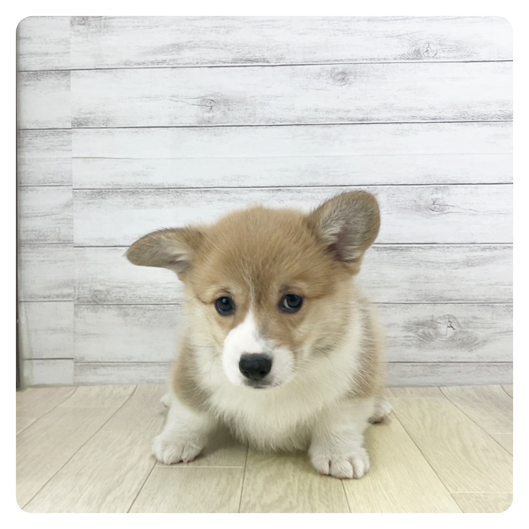 兵庫県のウェルシュコーギーペンブローク (犬の家＆猫の里カナート西神戸店/2025年9月19日生まれ/男の子/セーブルホワイト)の子犬