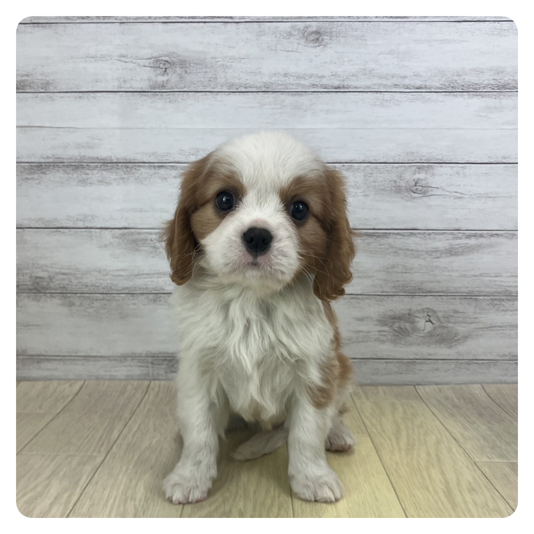 滋賀県のキャバリアキングチャールズスパニエル (犬の家＆猫の里近江八幡店/2025年9月20日生まれ/男の子/ブレンハイム)の子犬
