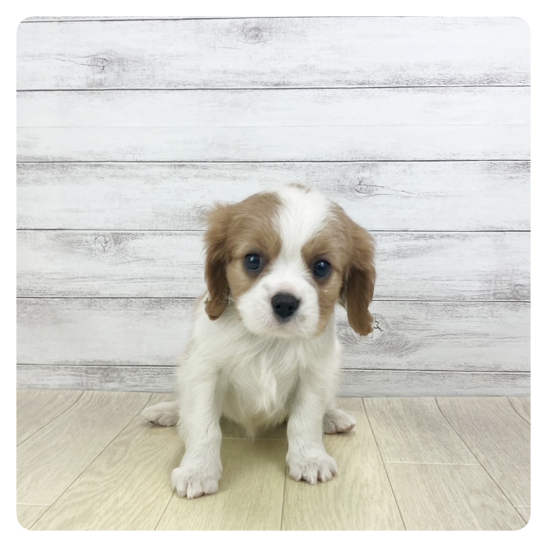 愛知県のキャバリアキングチャールズスパニエル (犬の家＆猫の里春日井本店/2025年9月20日生まれ/男の子/ブレンハイム)の子犬