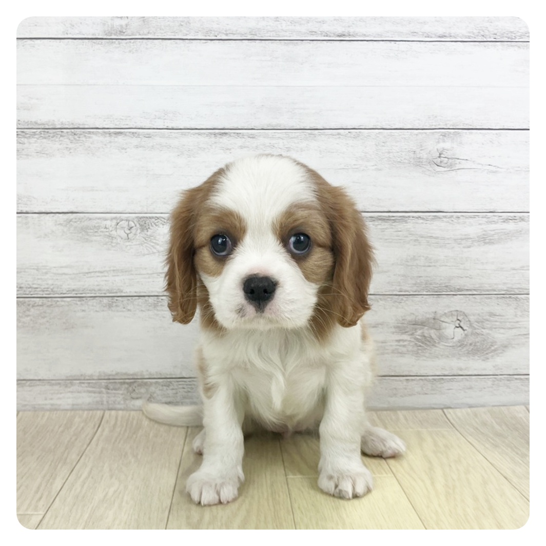 愛知県のキャバリアキングチャールズスパニエル (犬の家＆猫の里春日井本店/2025年9月20日生まれ/女の子/ブレンハイム)の子犬