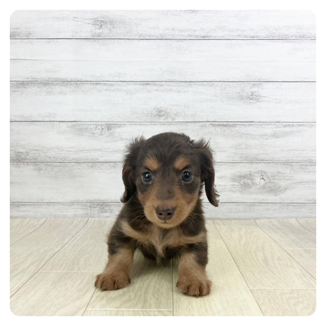 岐阜県のミニチュアダックスフンド(ロング) (犬の家＆猫の里岐南店/2025年9月20日生まれ/男の子/チョコレートタン)の子犬