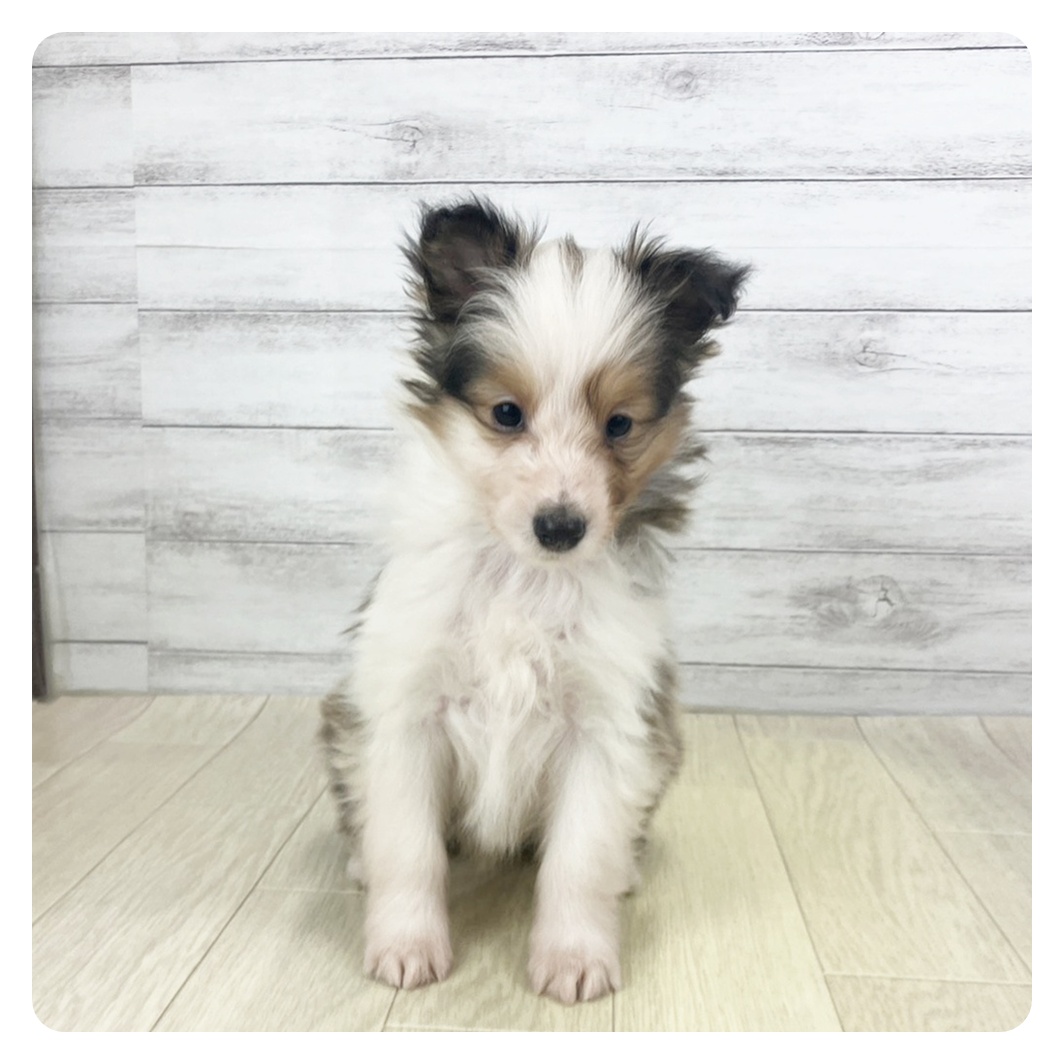 岐阜県のシェットランドシープドッグ (犬の家＆猫の里カラフルタウン岐阜店/2025年9月19日生まれ/女の子/セーブルホワイト)の子犬