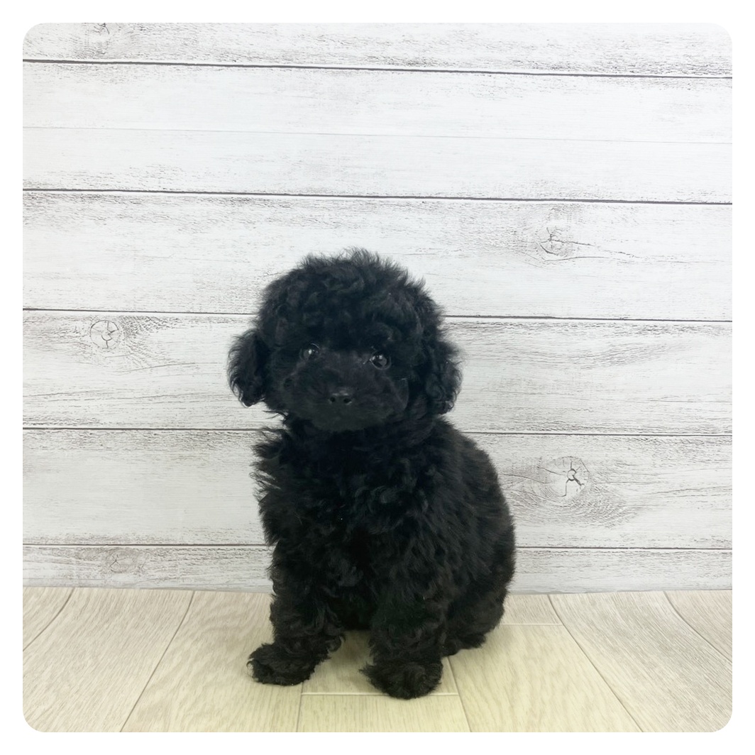 大阪府のトイプードル(タイニー) (犬の家＆猫の里もりのみやキューズモールBASE店/2025年9月20日生まれ/女の子/ブラック)の子犬