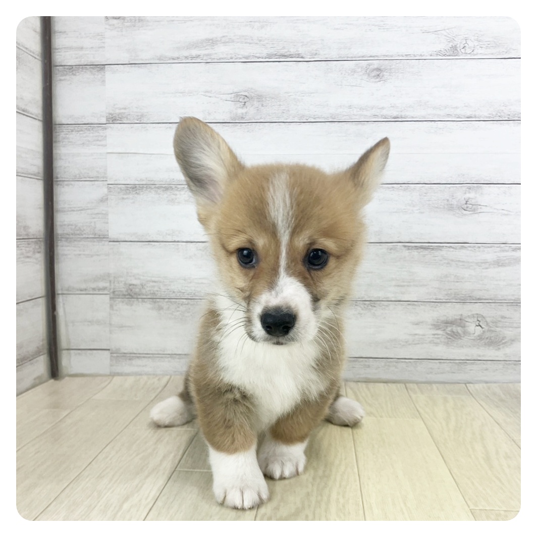 愛知県のウェルシュコーギーペンブローク (犬の家＆猫の里七宝店/2025年9月17日生まれ/男の子/レッドホワイト)の子犬の4枚目の画像