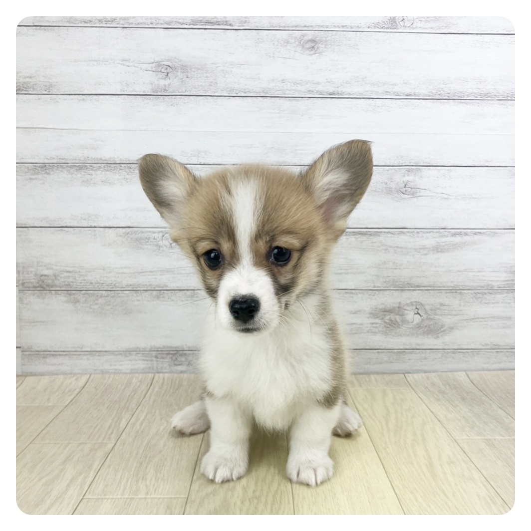 兵庫県のウェルシュコーギーペンブローク (犬の家＆猫の里尼崎店/2025年9月17日生まれ/女の子/レッドホワイト)の子犬