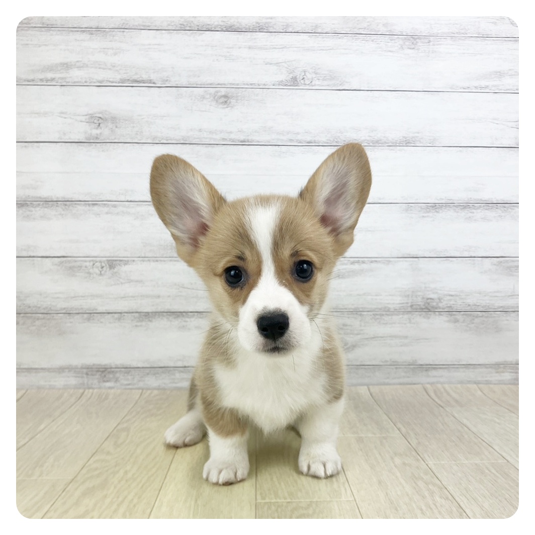 滋賀県のウェルシュコーギーペンブローク (犬の家＆猫の里近江八幡店/2025年9月17日生まれ/女の子/レッドホワイト)の子犬