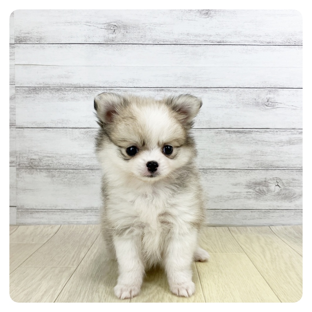 愛知県のポメチワ/チワポメ/ポメチー(ポメラニアン×チワワ) (犬の家＆猫の里春日井本店/2025年9月20日生まれ/女の子/パーティーカラー)の子犬