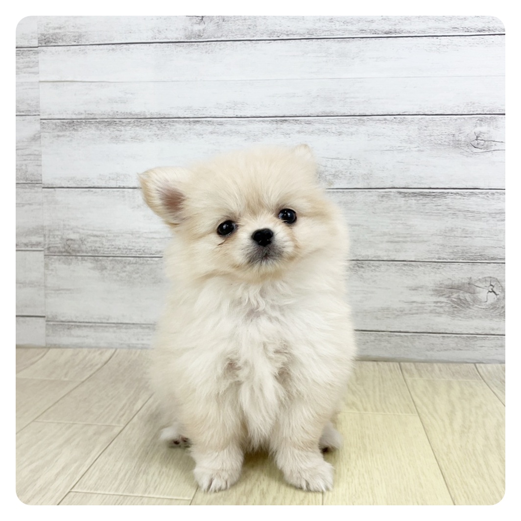 愛知県のポメチワ/チワポメ/ポメチー(ポメラニアン×チワワ) (犬の家＆猫の里春日井本店/2025年9月20日生まれ/女の子/クリームホワイト)の子犬