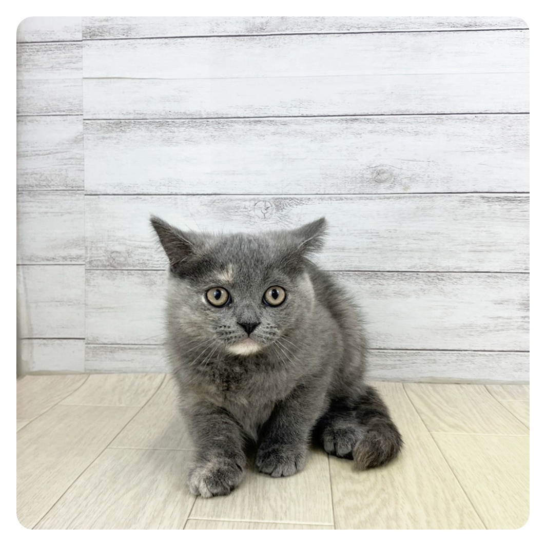 愛知県のミヌエット (犬の家＆猫の里春日井本店/2025年9月17日生まれ/女の子/ブルークリーム)の子猫