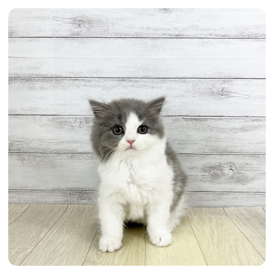 愛知県のブリティッシュロングヘアー (犬の家＆猫の里春日井本店/2025年9月18日生まれ/女の子/ブルーホワイト)の子猫