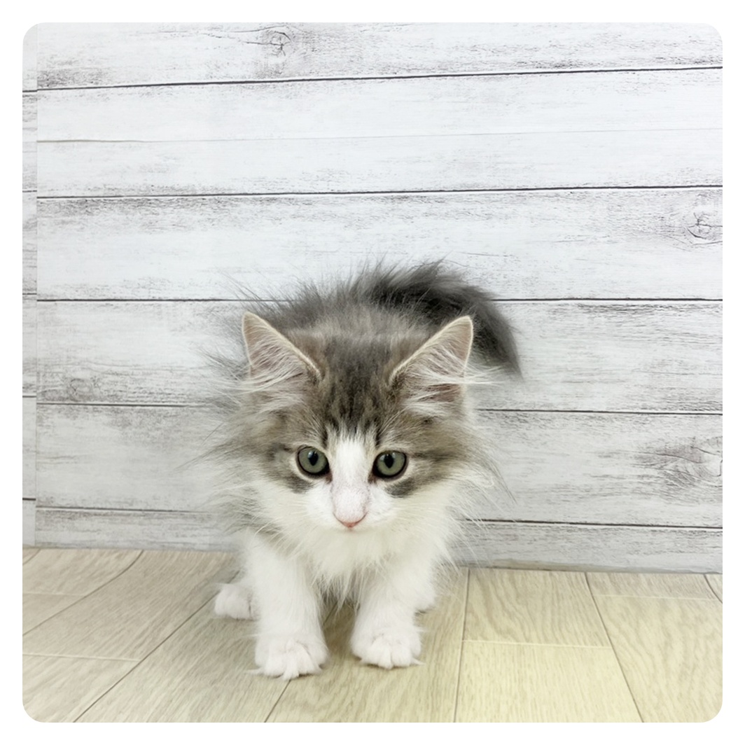 愛知県のノルウェージャンフォレストキャット (犬の家＆猫の里春日井本店/2025年9月11日生まれ/男の子/ブルータビーホワイト)の子猫