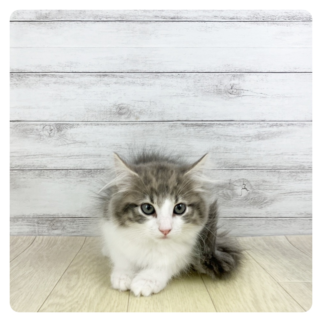 愛知県のノルウェージャンフォレストキャット (犬の家＆猫の里春日井本店/2025年9月11日生まれ/女の子/ブルータビーホワイト)の子猫