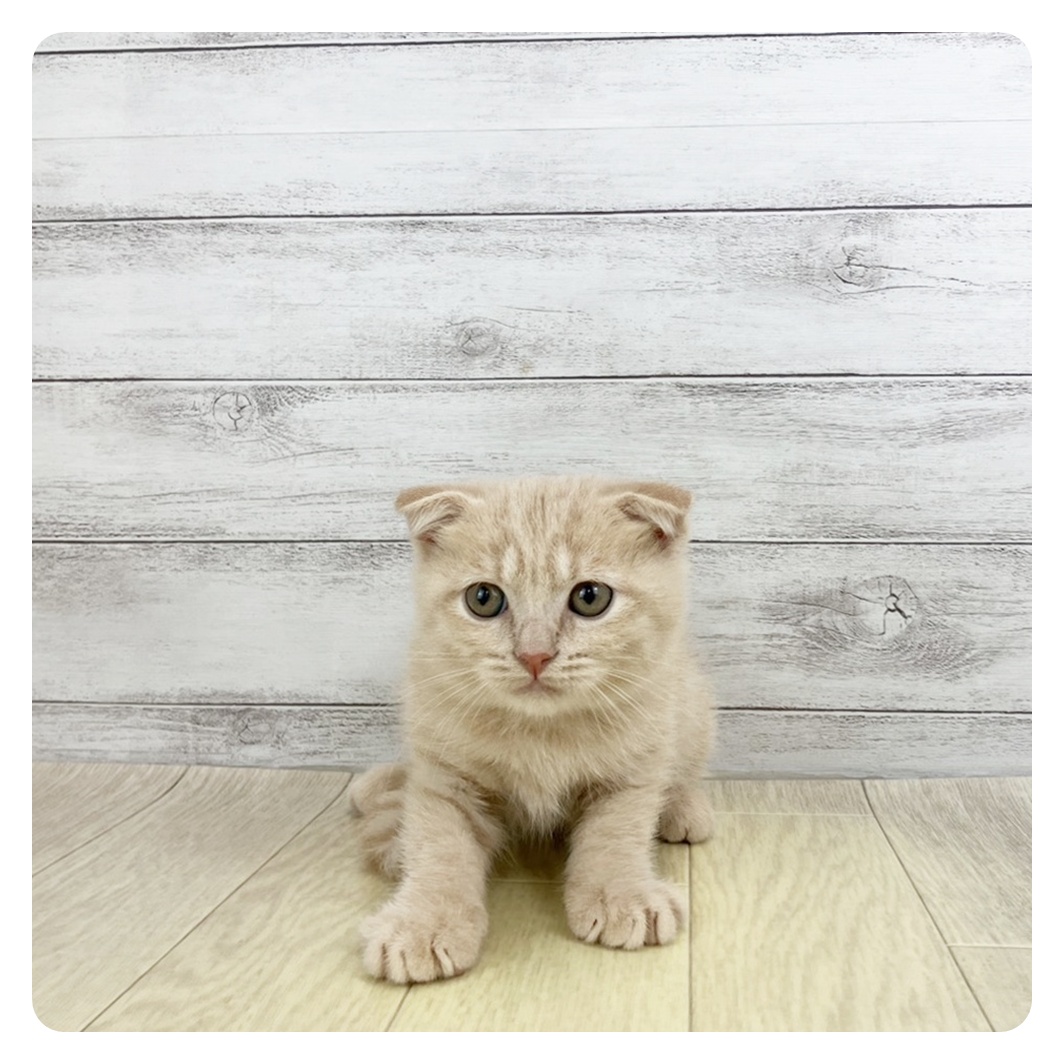 愛知県のスコティッシュフォールド (犬の家＆猫の里春日井本店/2025年9月12日生まれ/男の子/クリームタビー)の子猫