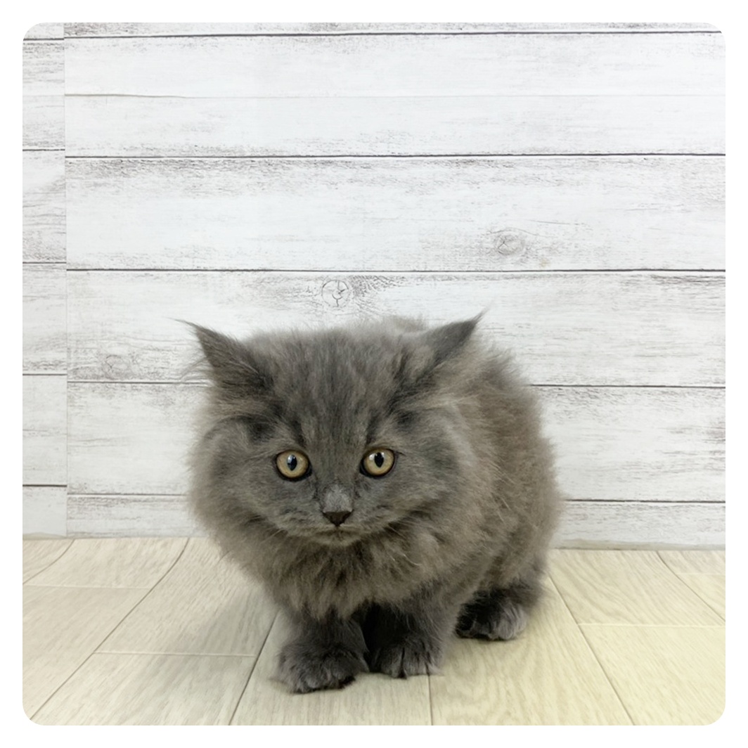 愛知県のスコティッシュストレート (犬の家＆猫の里春日井本店/2025年9月18日生まれ/男の子/ブルー)の子猫