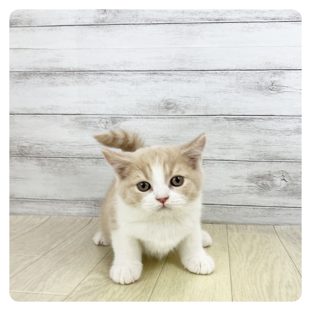 愛知県のスコティッシュストレート (犬の家＆猫の里春日井本店/2025年9月18日生まれ/男の子/クリームタビーホワイト)の子猫