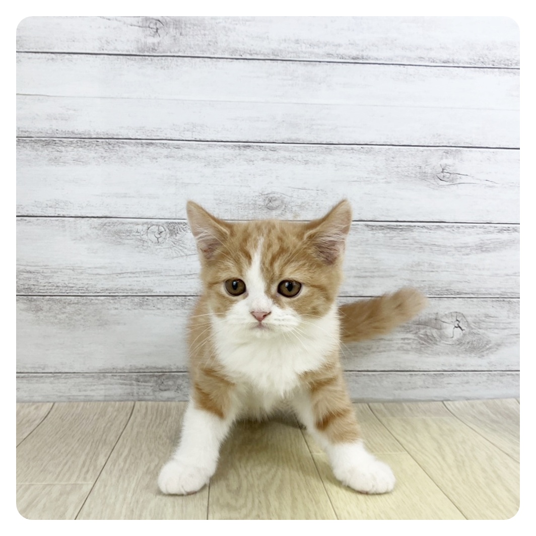 愛知県のスコティッシュストレート (犬の家＆猫の里春日井本店/2025年9月18日生まれ/男の子/レッドタビーホワイト)の子猫