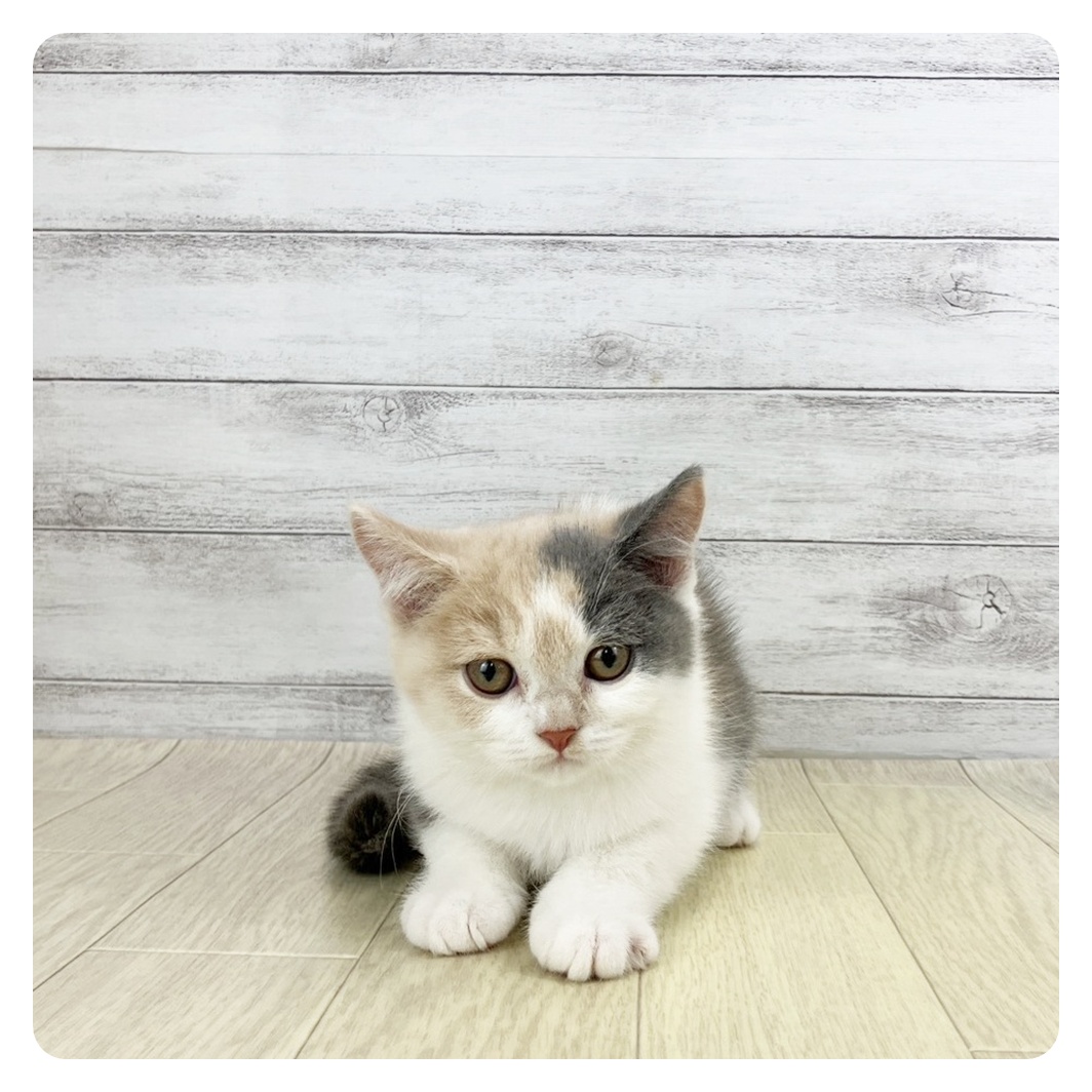 愛知県のスコティッシュストレート (犬の家＆猫の里春日井本店/2025年9月18日生まれ/女の子/ダイリュートキャリコ)の子猫