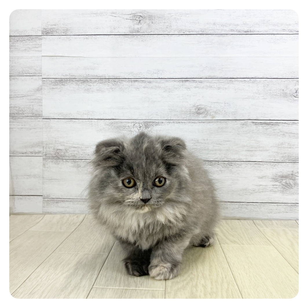 愛知県のスコティッシュフォールド (犬の家＆猫の里春日井本店/2025年9月18日生まれ/女の子/ブルークリーム)の子猫