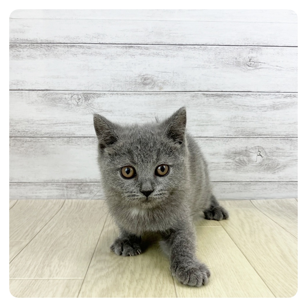 岐阜県のブリティッシュショートヘアー (犬の家＆猫の里岐南店/2025年9月18日生まれ/男の子/ブルー)の子猫の2枚目の画像