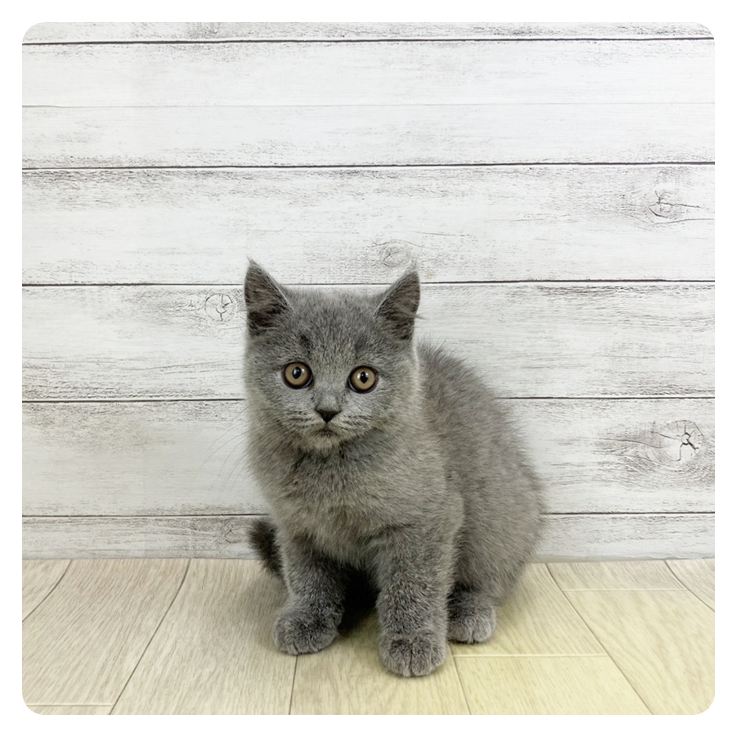 愛知県のブリティッシュショートヘアー (犬の家＆猫の里アミーゴ神の倉店/2025年9月18日生まれ/女の子/ブルー)の子猫
