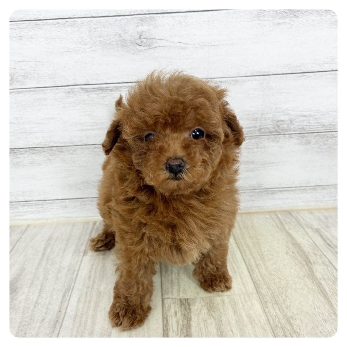 兵庫県のトイプードル(タイニー) (犬の家＆猫の里川西店/2025年9月20日生まれ/女の子/レッド)の子犬