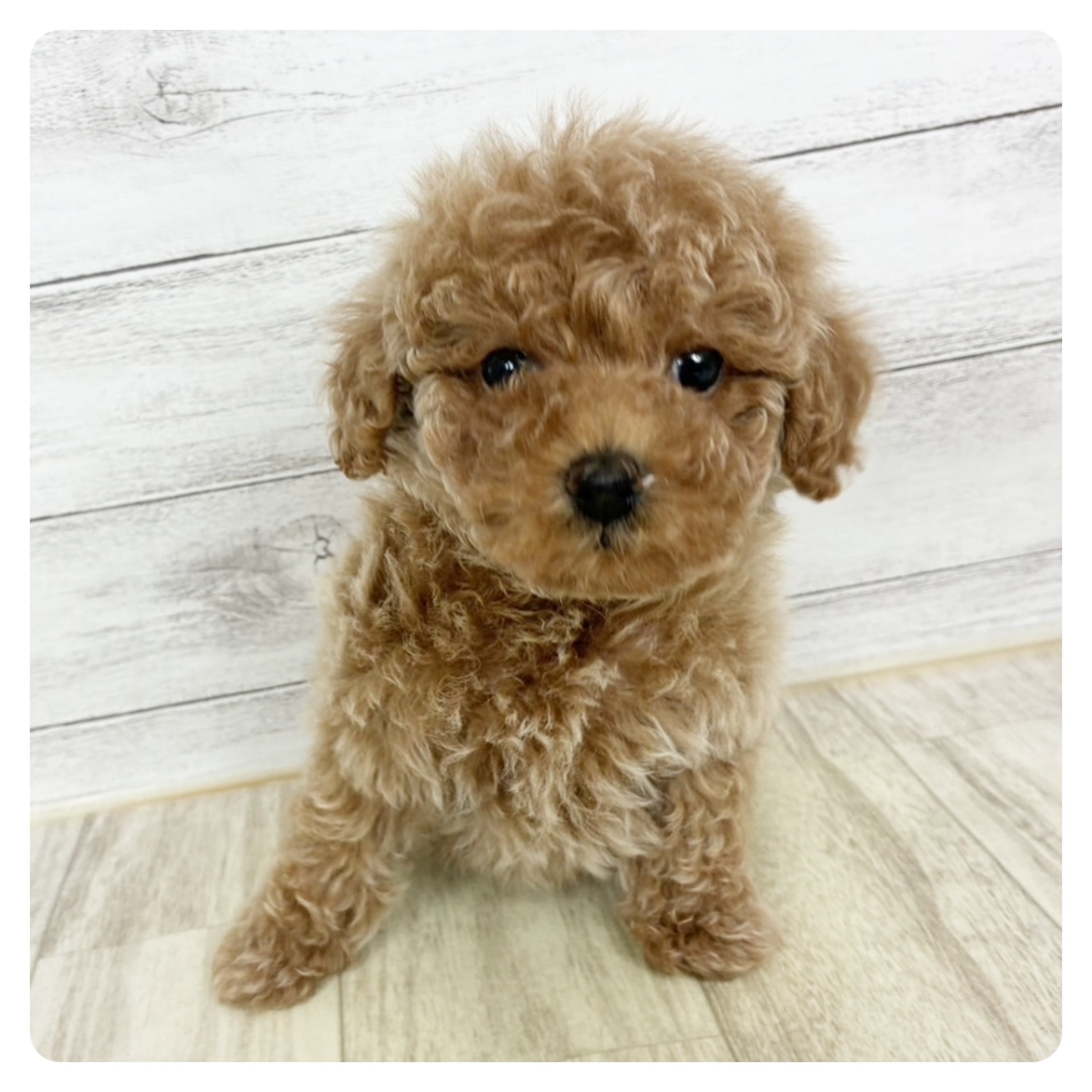 兵庫県のトイプードル(トイ) (犬の家＆猫の里川西店/2025年9月11日生まれ/女の子/アプリコット)の子犬