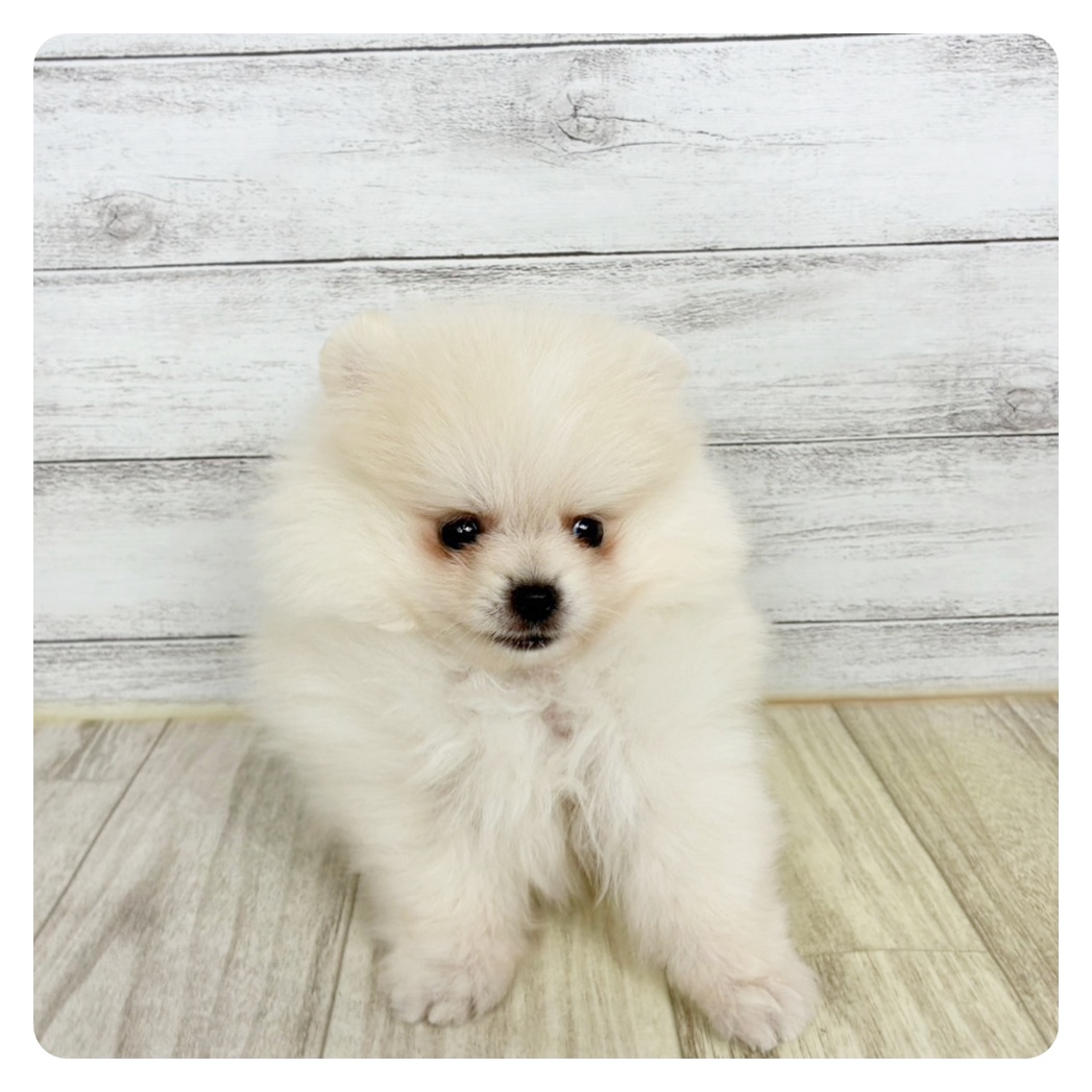 兵庫県のポメラニアン (犬の家＆猫の里川西店/2025年9月19日生まれ/男の子/クリーム)の子犬