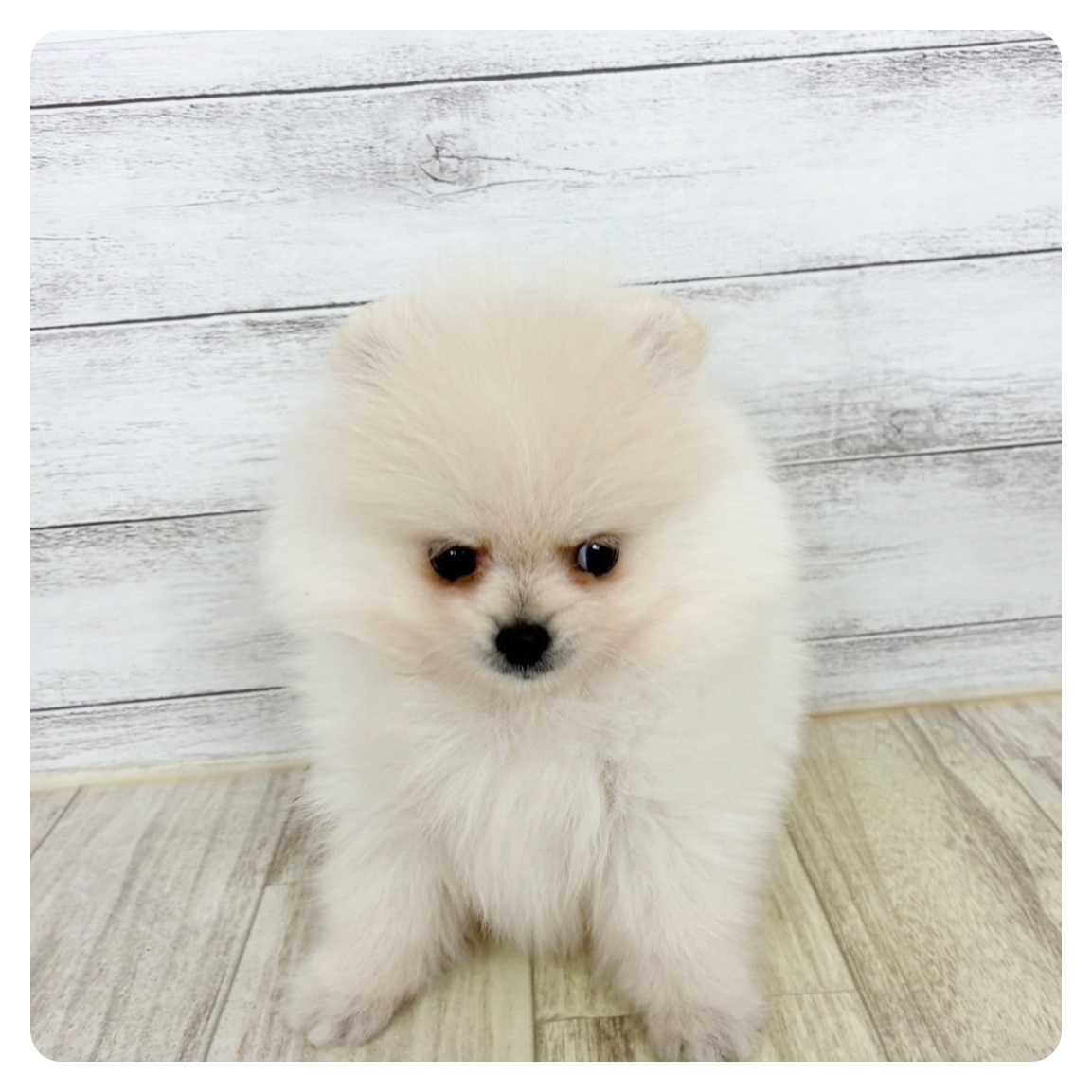 兵庫県のポメラニアン (犬の家＆猫の里川西店/2025年9月19日生まれ/女の子/クリーム)の子犬