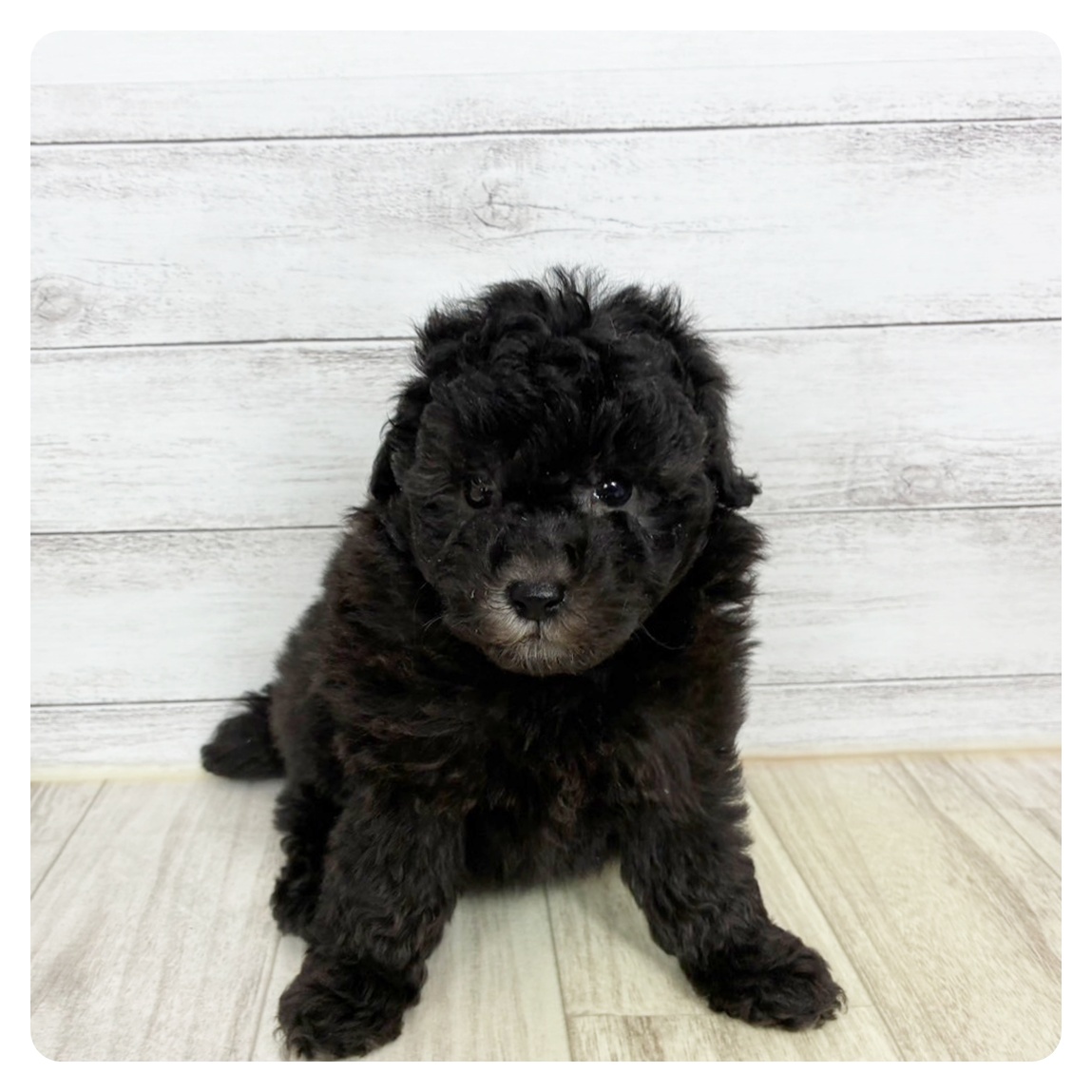 兵庫県のトイプードル(トイ) (犬の家＆猫の里川西店/2025年9月19日生まれ/男の子/シルバー)の子犬