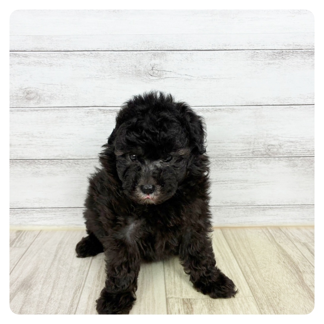 兵庫県のトイプードル(トイ) (犬の家＆猫の里川西店/2025年9月19日生まれ/女の子/シルバー)の子犬