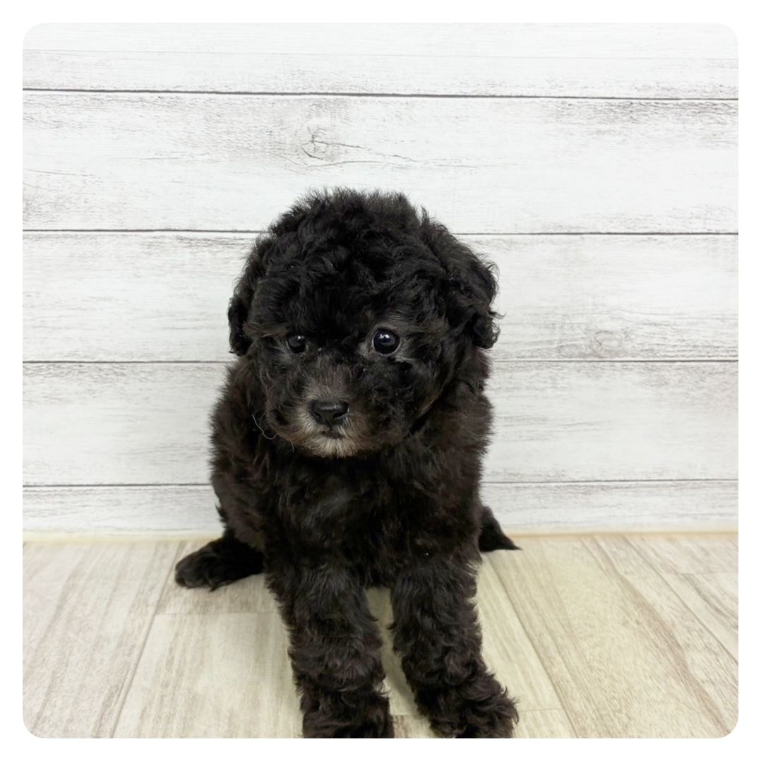 兵庫県のトイプードル(トイ) (犬の家＆猫の里川西店/2025年9月19日生まれ/女の子/シルバー)の子犬