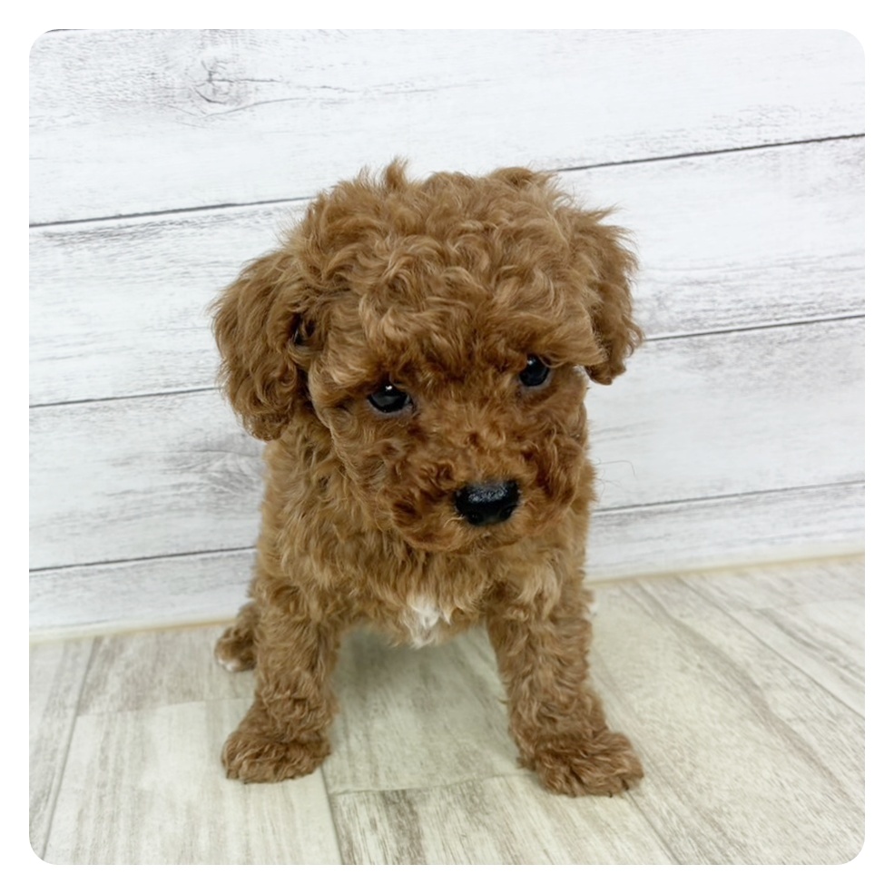 兵庫県のトイプードル(トイ) (犬の家＆猫の里川西店/2025年9月19日生まれ/男の子/レッド)の子犬