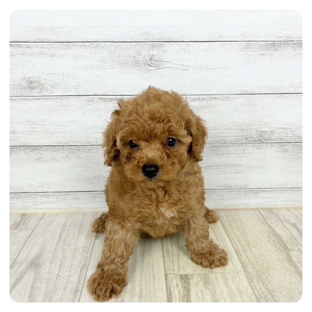 兵庫県のトイプードル(トイ) (犬の家＆猫の里川西店/2025年9月19日生まれ/男の子/レッド)の子犬