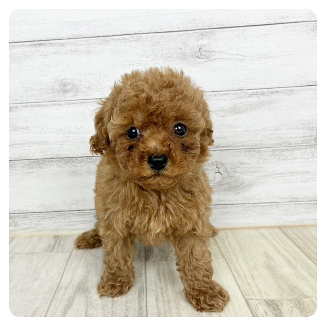 兵庫県のトイプードル(トイ) (犬の家＆猫の里川西店/2025年9月19日生まれ/女の子/レッド)の子犬