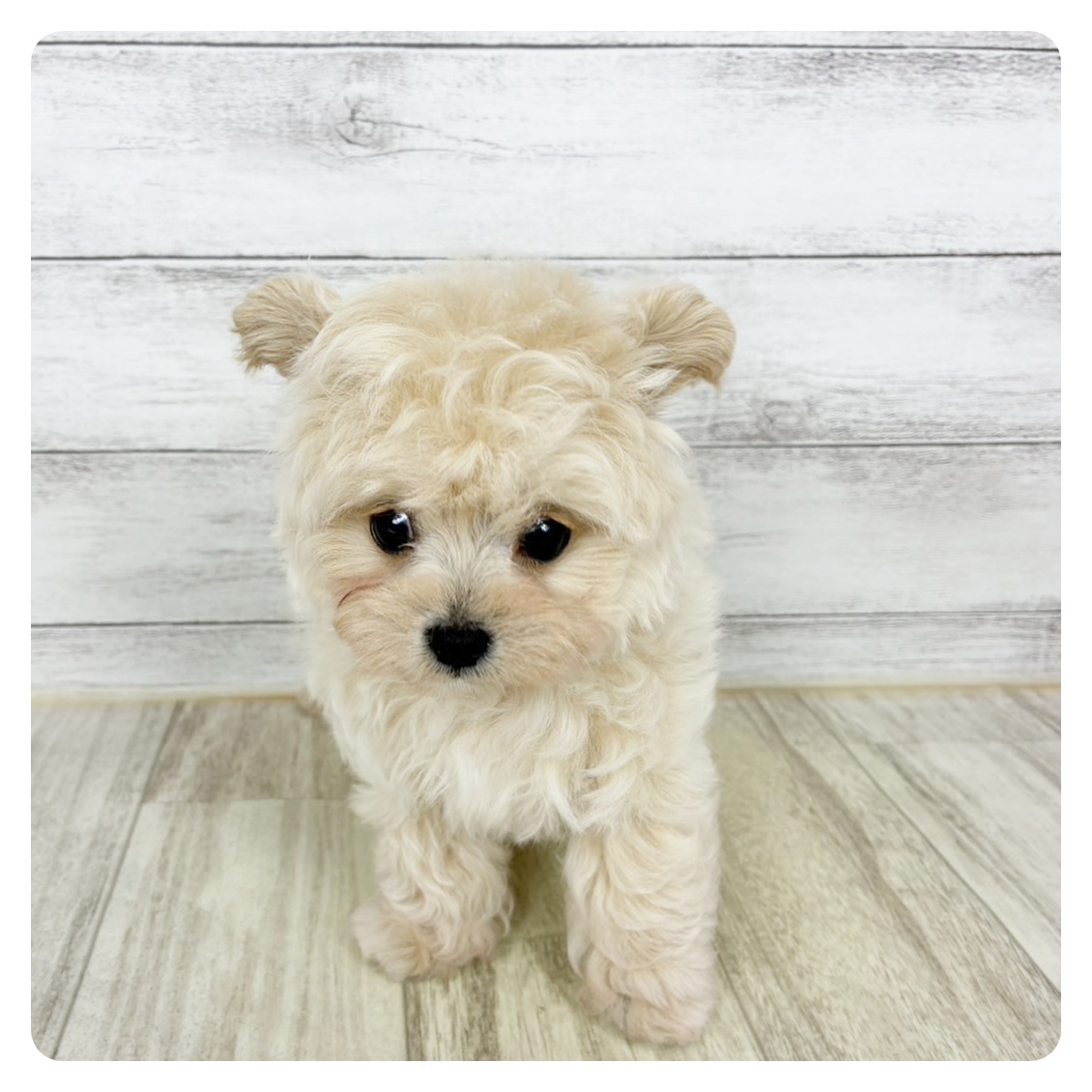 兵庫県のチワプー/プーチー(チワワ×プードル) (犬の家＆猫の里川西店/2025年9月13日生まれ/女の子/クリーム)の子犬