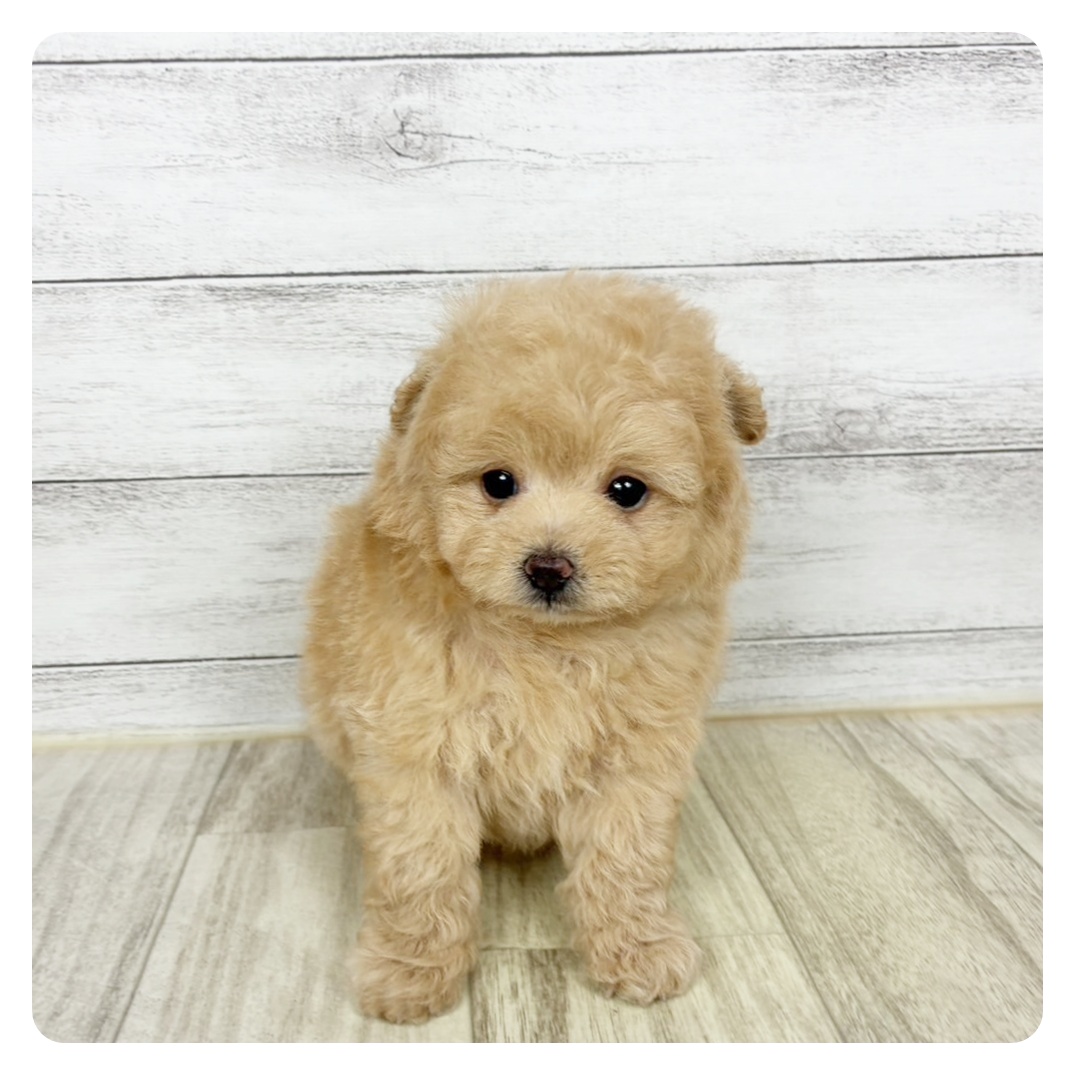 兵庫県のポメプー(ポメラニアン×プードル) (犬の家＆猫の里川西店/2025年9月19日生まれ/男の子/クリーム)の子犬