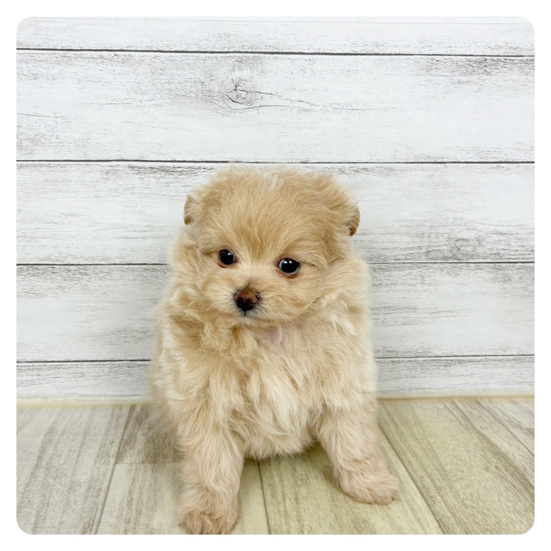 兵庫県のポメプー(ポメラニアン×プードル) (犬の家＆猫の里川西店/2025年9月19日生まれ/女の子/クリーム)の子犬