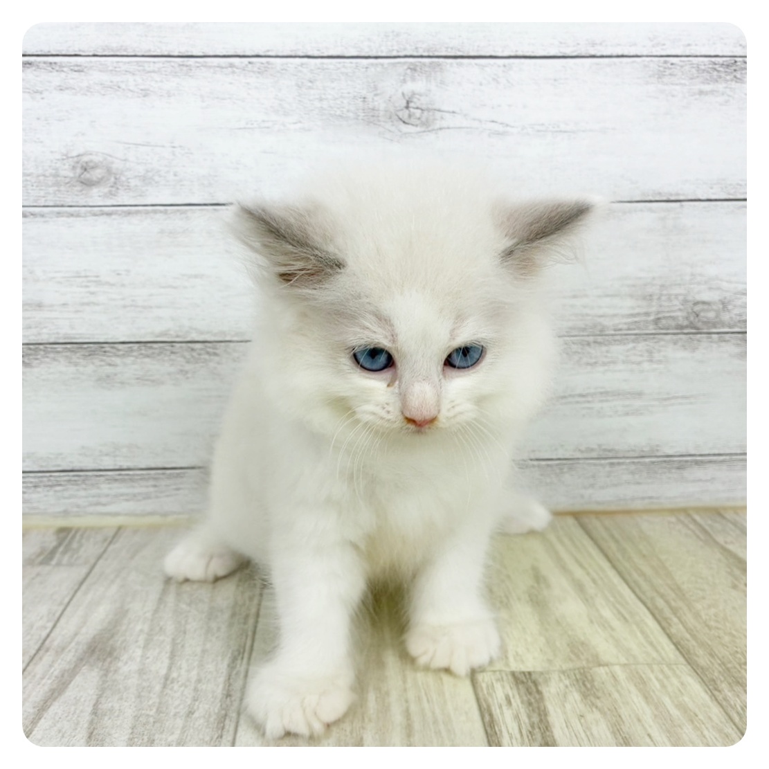 兵庫県のラグドール (犬の家＆猫の里川西店/2025年9月21日生まれ/男の子/ブルーポイントバイカラー)の子猫