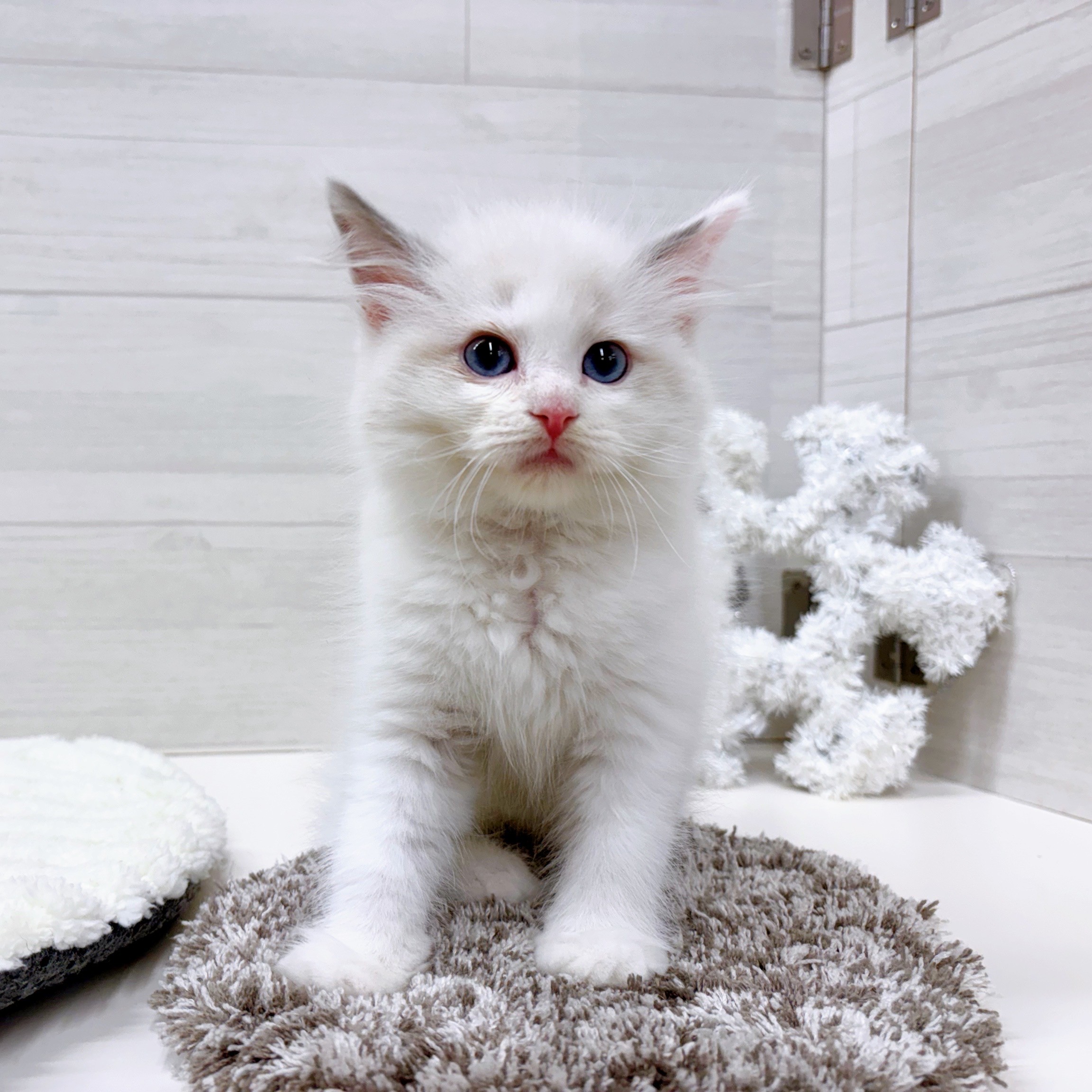 石川県のラグドール (犬の家＆猫の里アミーゴ金沢おこばた店/2025年9月21日生まれ/女の子/ブルーポイントバイカラー)の子猫の1枚目の画像