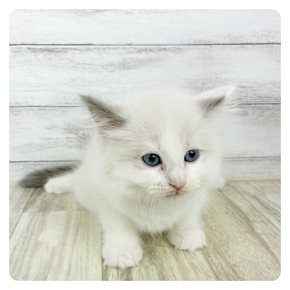 兵庫県のラグドール (犬の家＆猫の里川西店/2025年9月21日生まれ/女の子/ブルーポイントバイカラー)の子猫