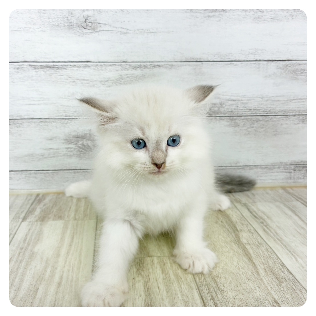 兵庫県のラグドール (犬の家＆猫の里川西店/2025年9月21日生まれ/女の子/ブルーポイントバイカラー)の子猫